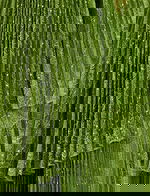 green ruched fabric for style 44687